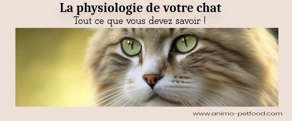 physiologie-du-chat
